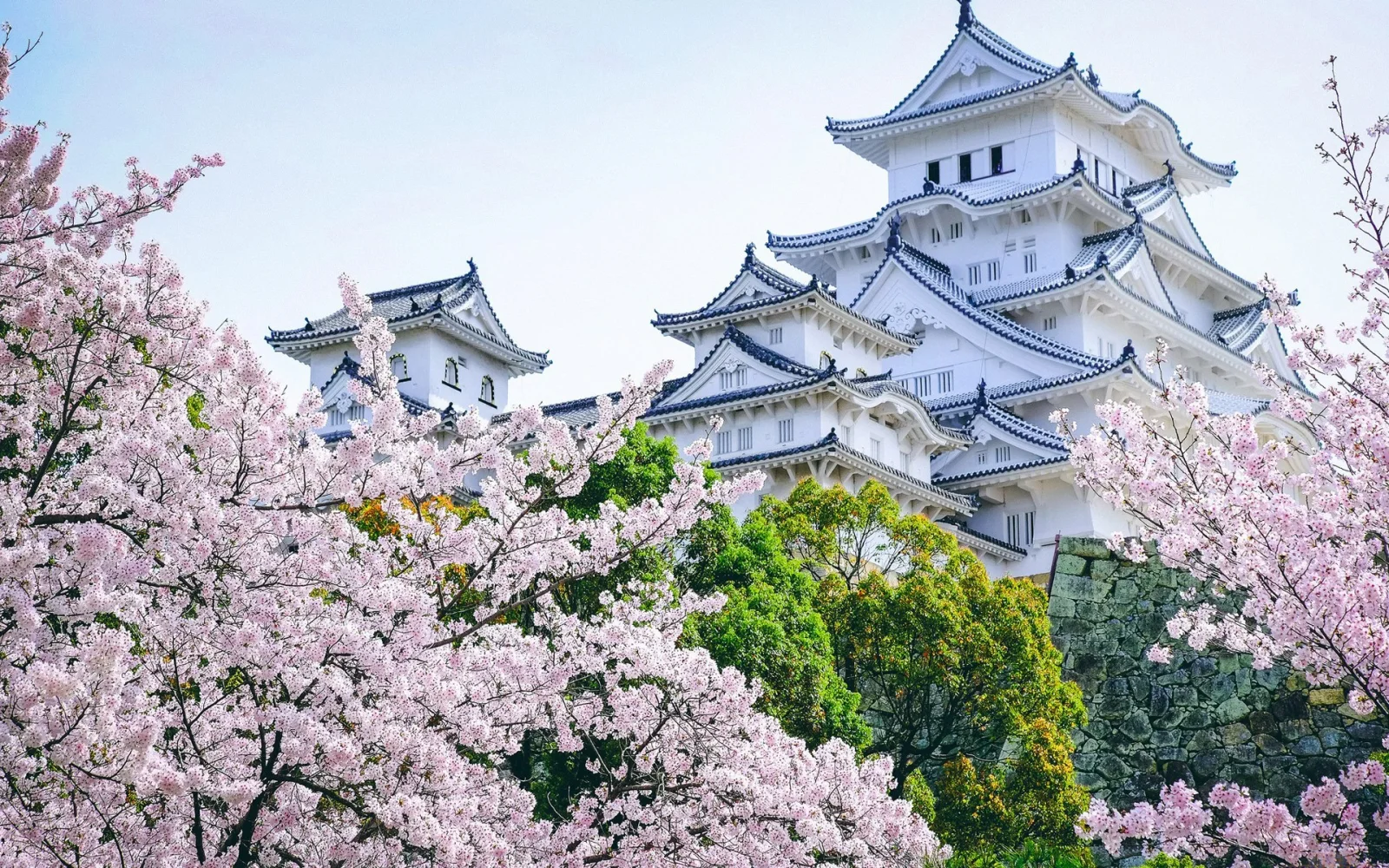 Schloss Himeji in blühenden, Japan