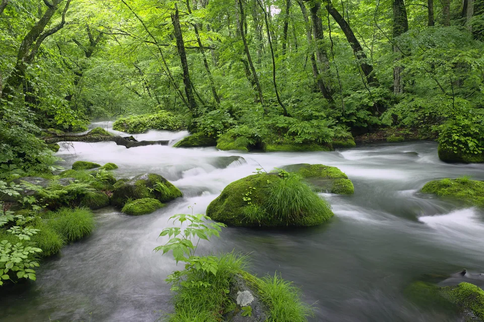 Wald Japan