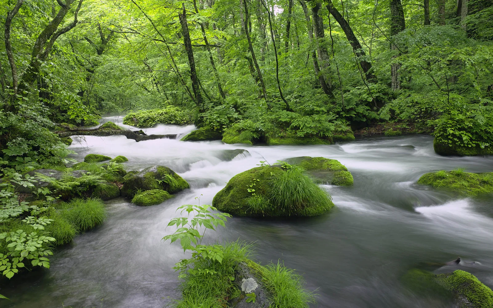 Wald Japan