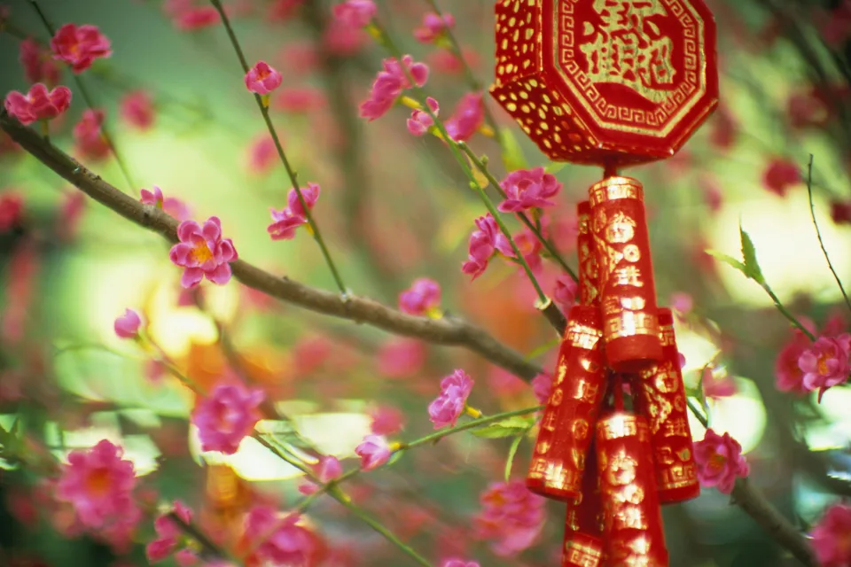 Blühende Pflanze in China