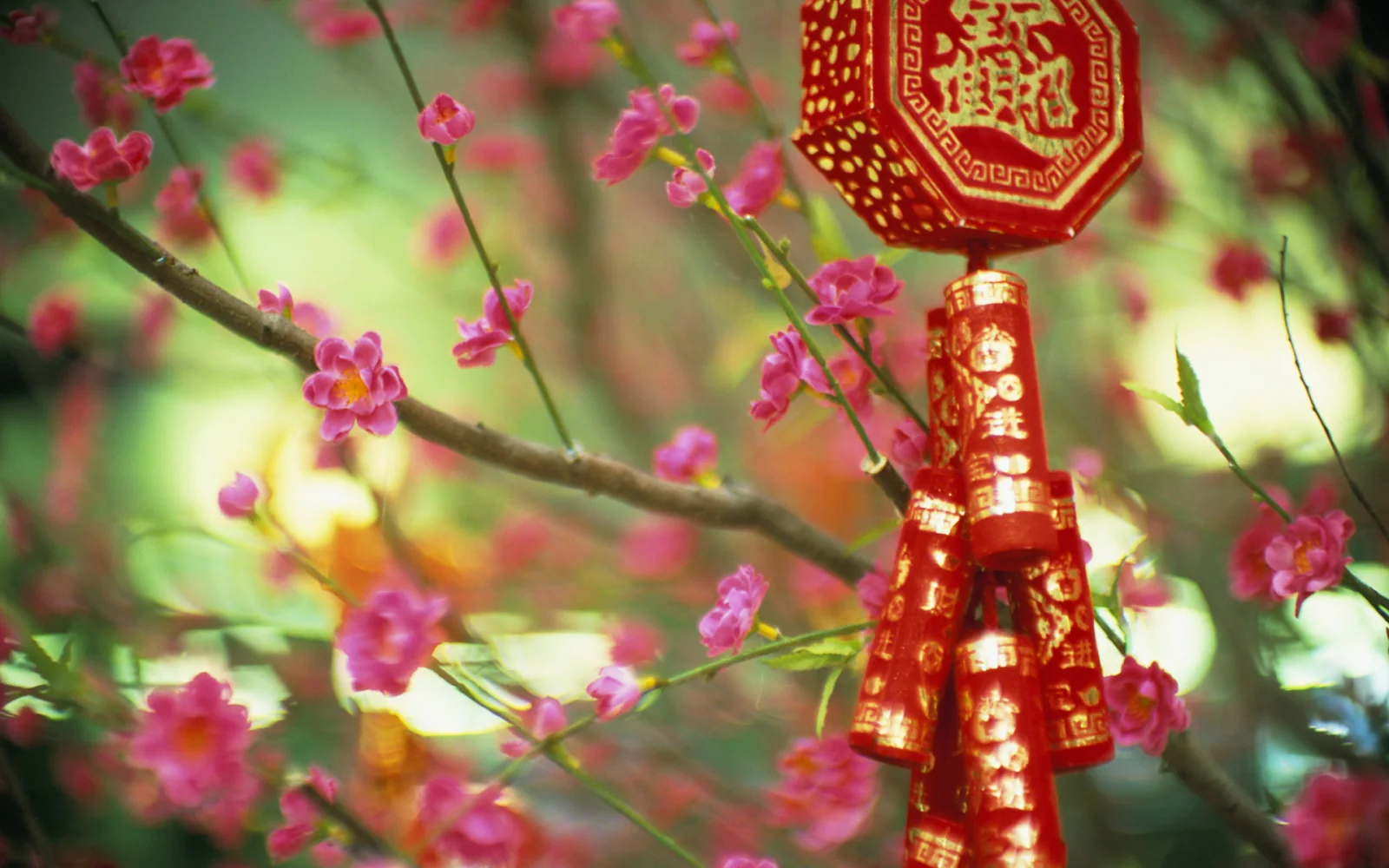 Blühende Pflanze in China