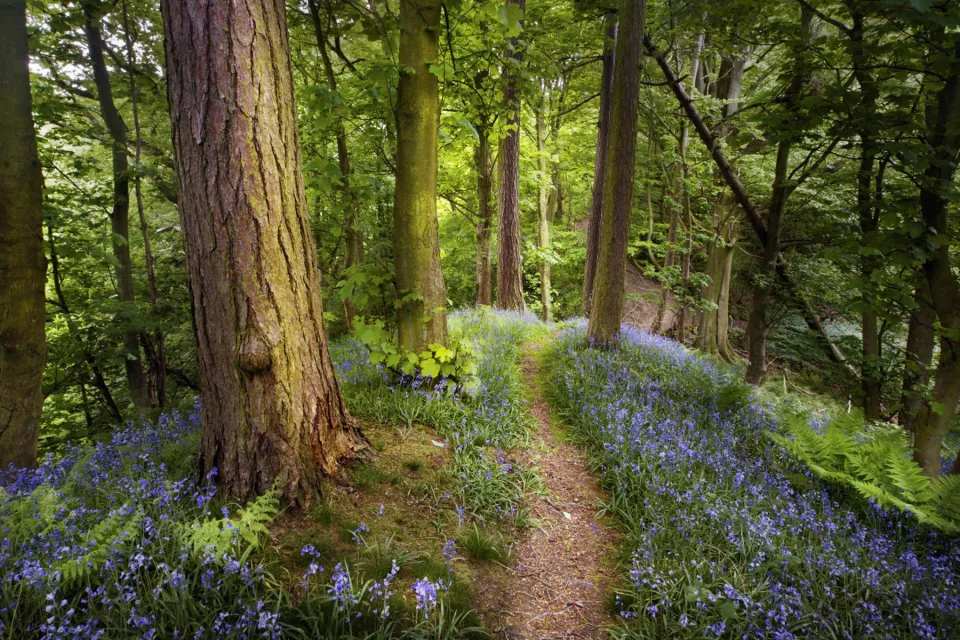 Wald in Russland