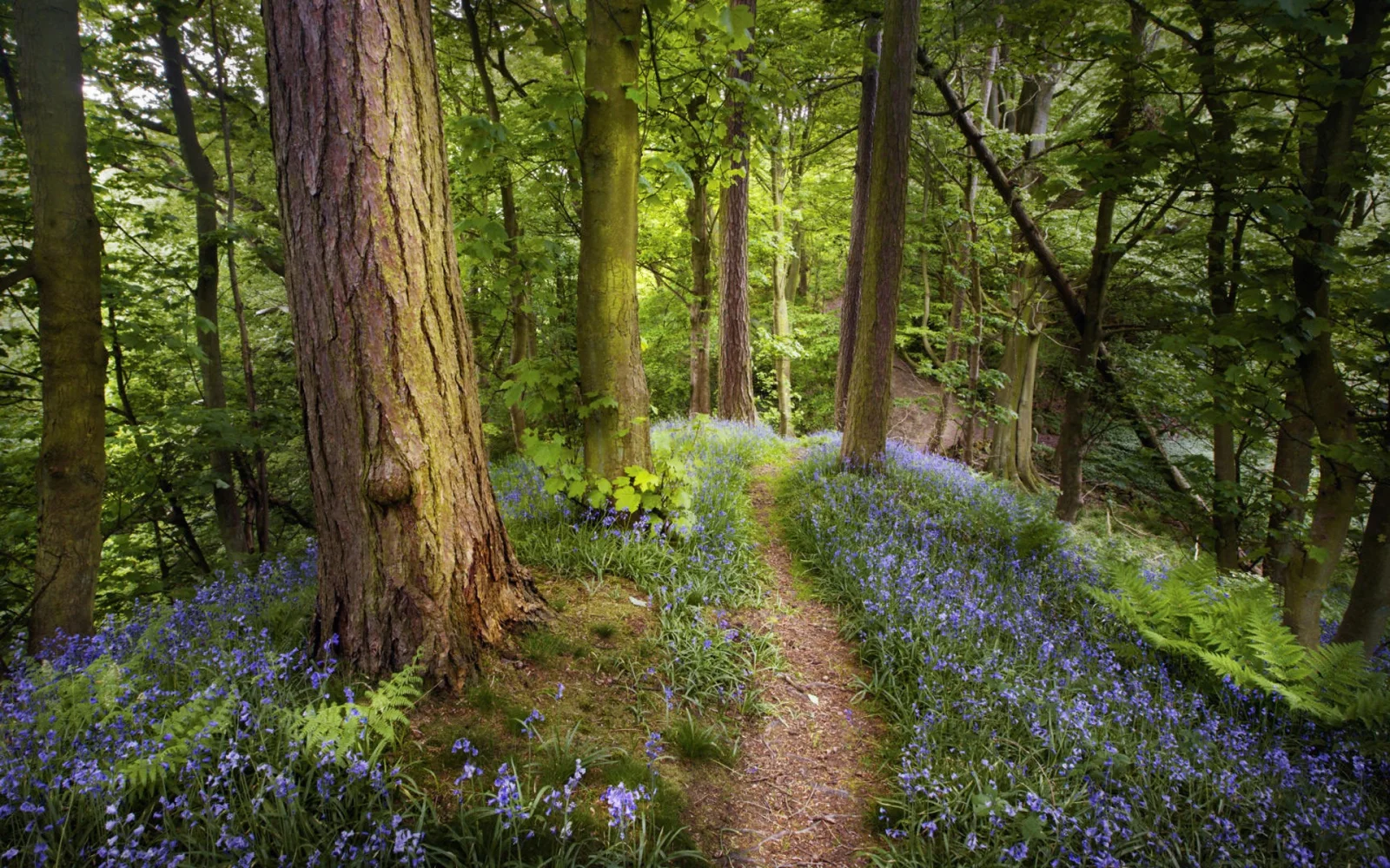 Wald in Russland