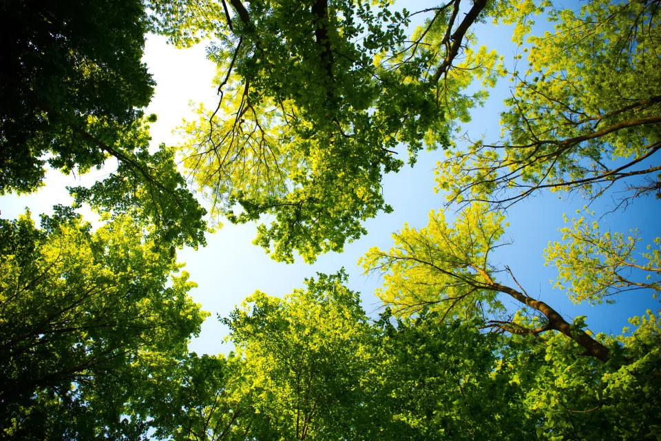 Grüne Baumkronen Baum vor hellblauem Himmel im Sommer