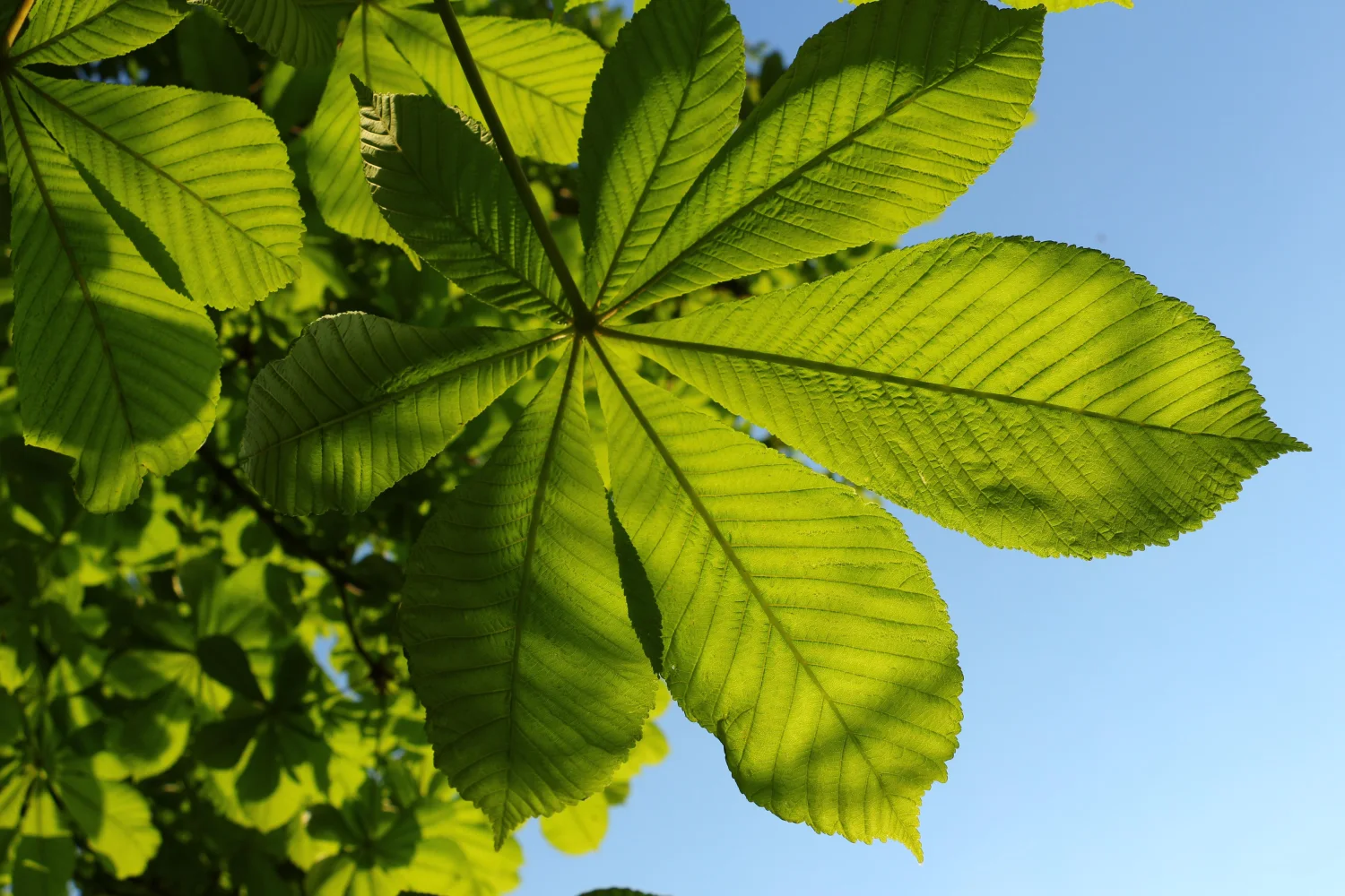 Grüne Blätter Kastanienbaums unter hellblauem Himmel im Sommer