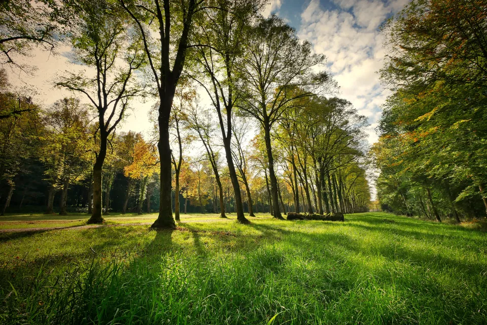 Grüner Wald im Sonnenlicht im Sommer