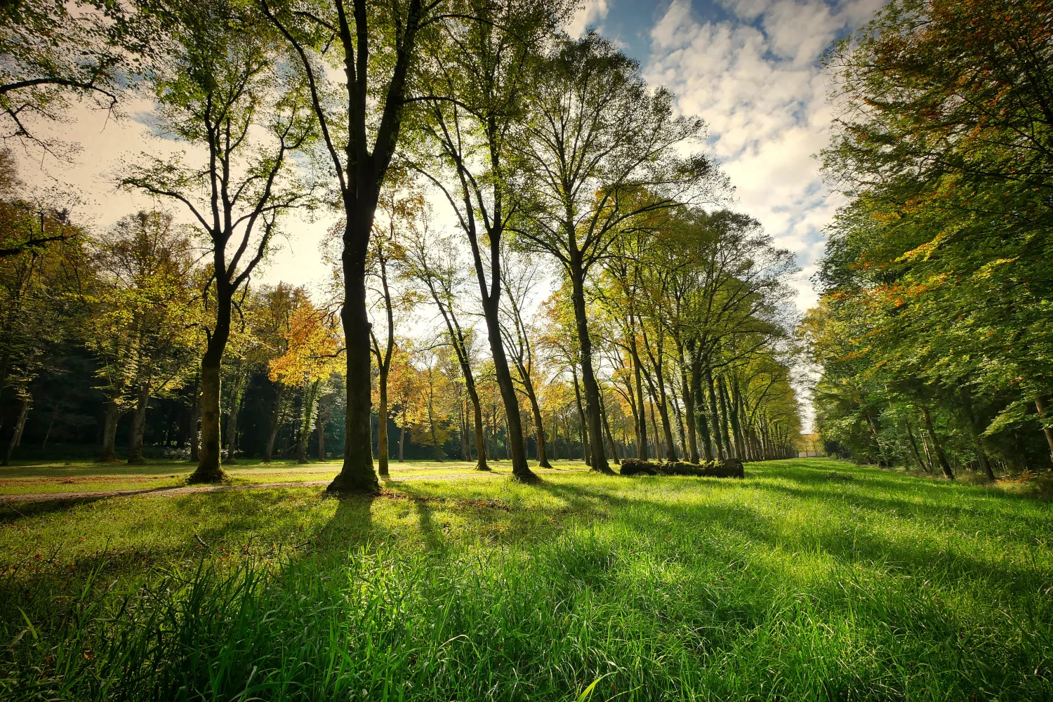 Grüner Wald im Sonnenlicht im Sommer