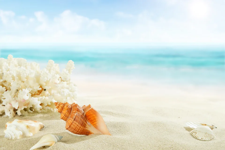 Korallen und Muscheln auf weißem Sand am Meer im Sommer