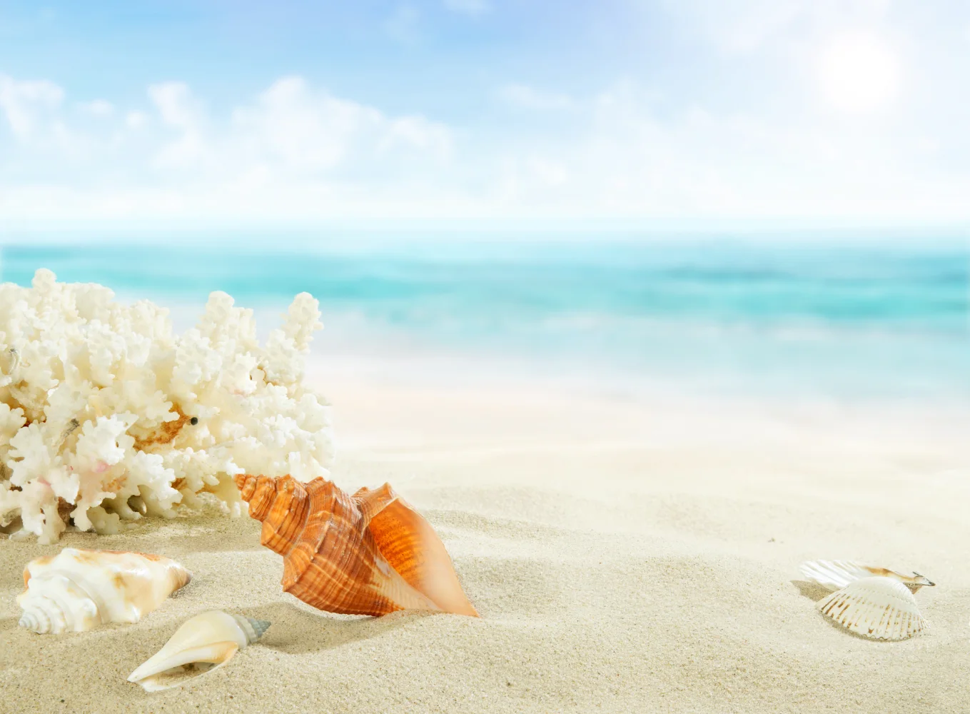 Korallen und Muscheln auf weißem Sand am Meer im Sommer