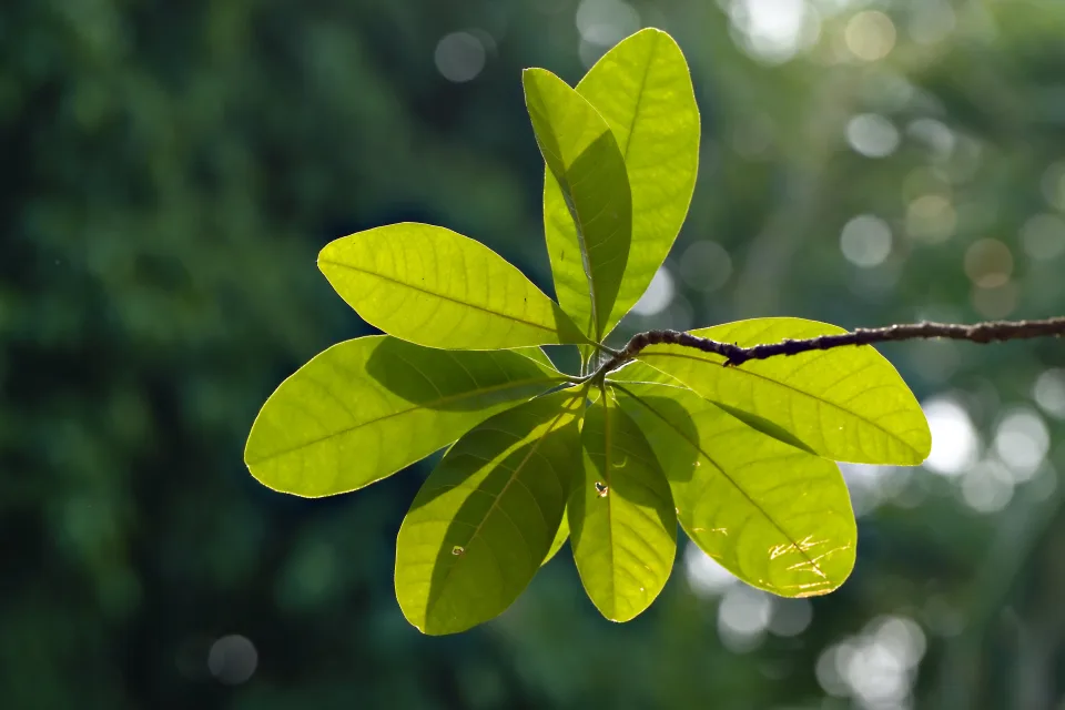 Leuchtende grüne Blätter Baum auf einem Ast im Sonnenlicht