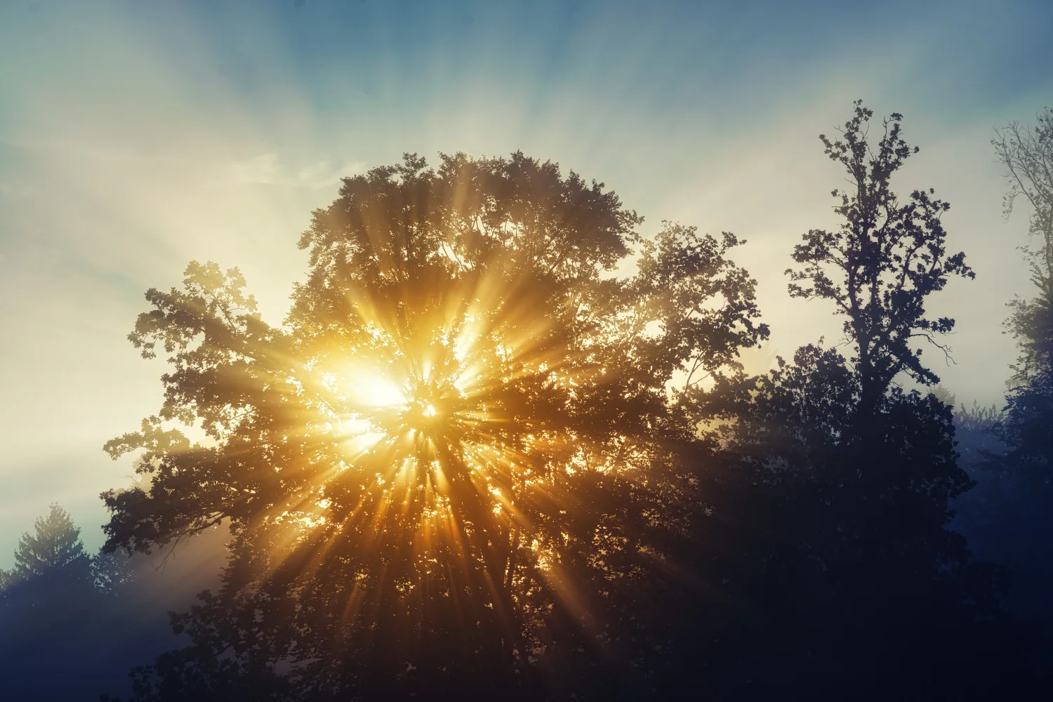 Leuchtendes sommerliches Sonne dringt durch durch Blätter Baum