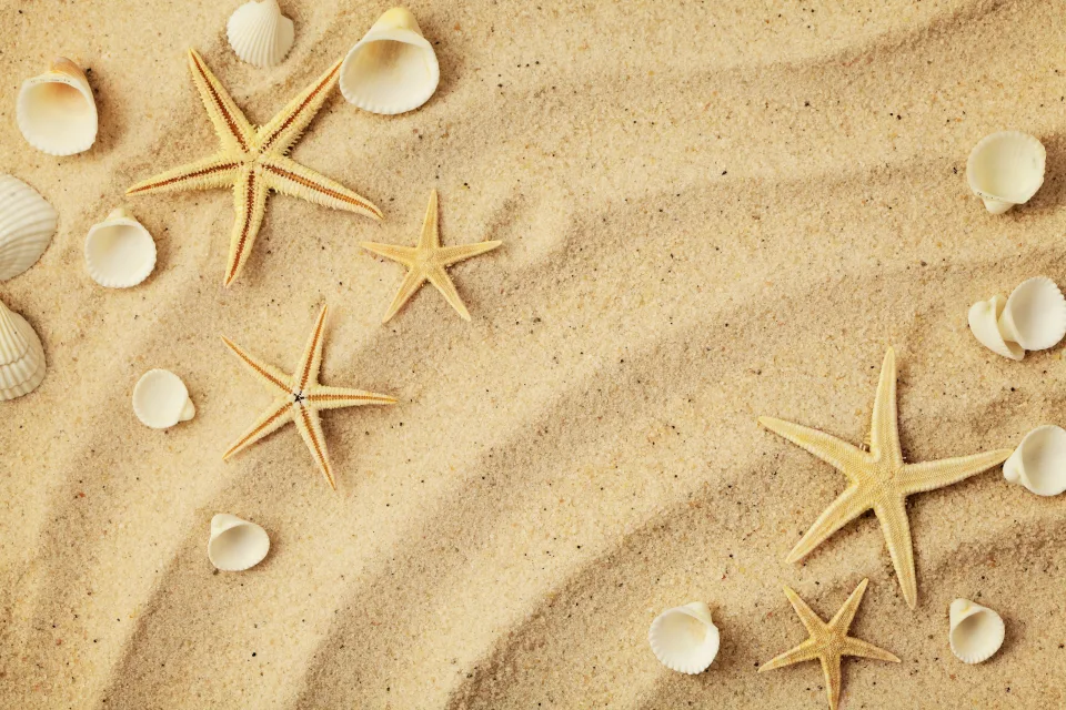 Meeres Sterne und weiße Muscheln auf Meeres Sand im Sommer