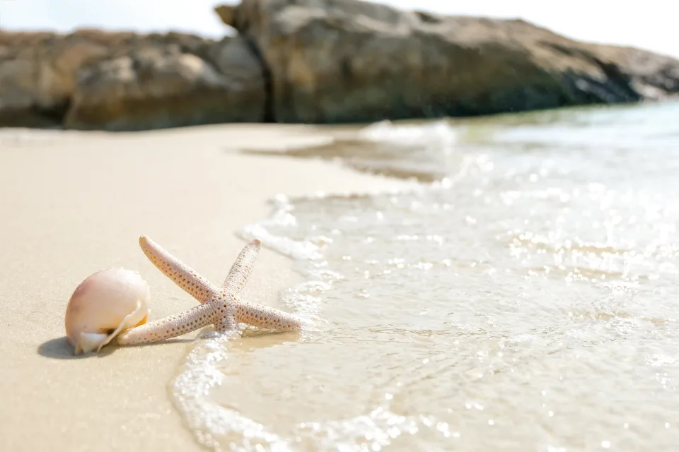 Meeres Sterne und Muschel im Sand am Meer im Sommer