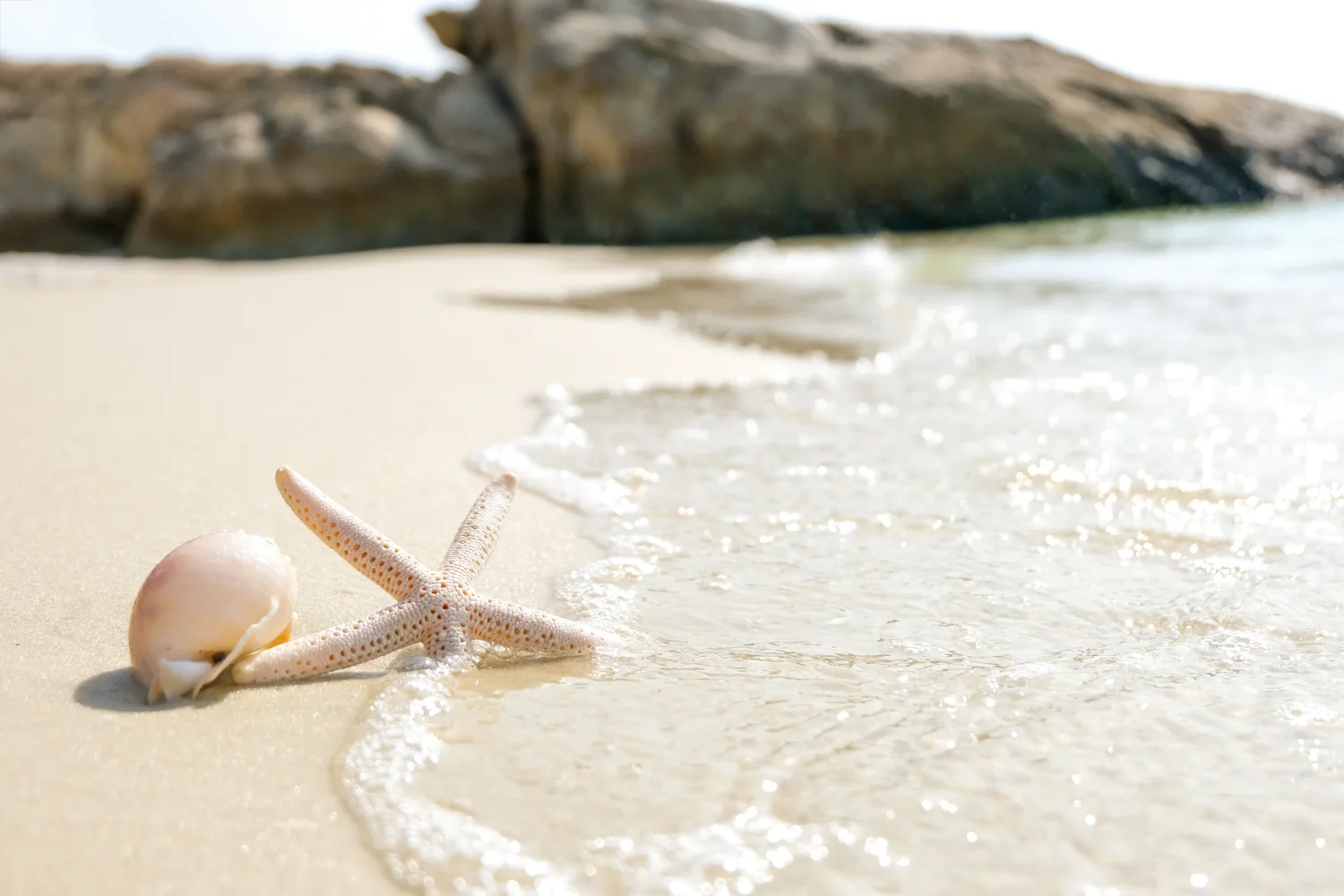 Meeres Sterne und Muschel im Sand am Meer im Sommer