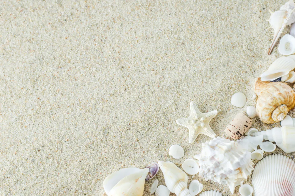 Meeres Sterne und Muscheln auf weißem Sand