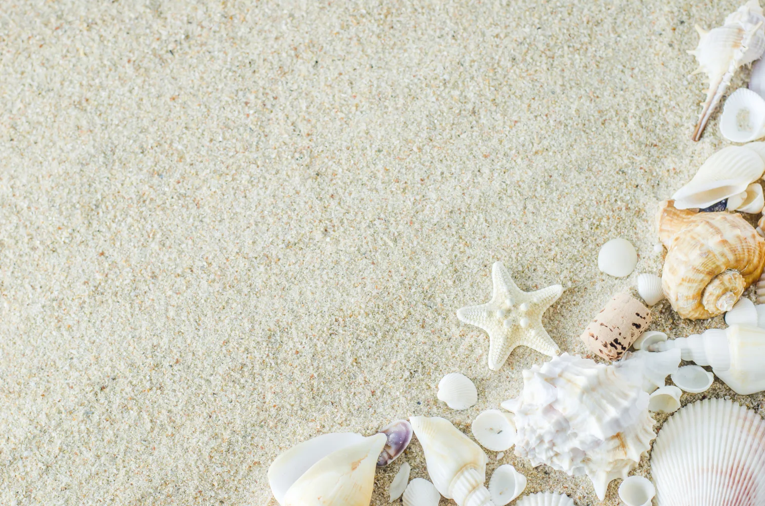 Meeres Sterne und Muscheln auf weißem Sand
