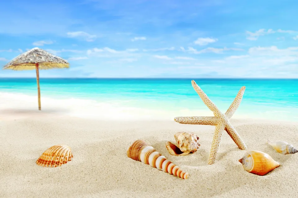 Muscheln auf weißem Sand am Meer im Sommer