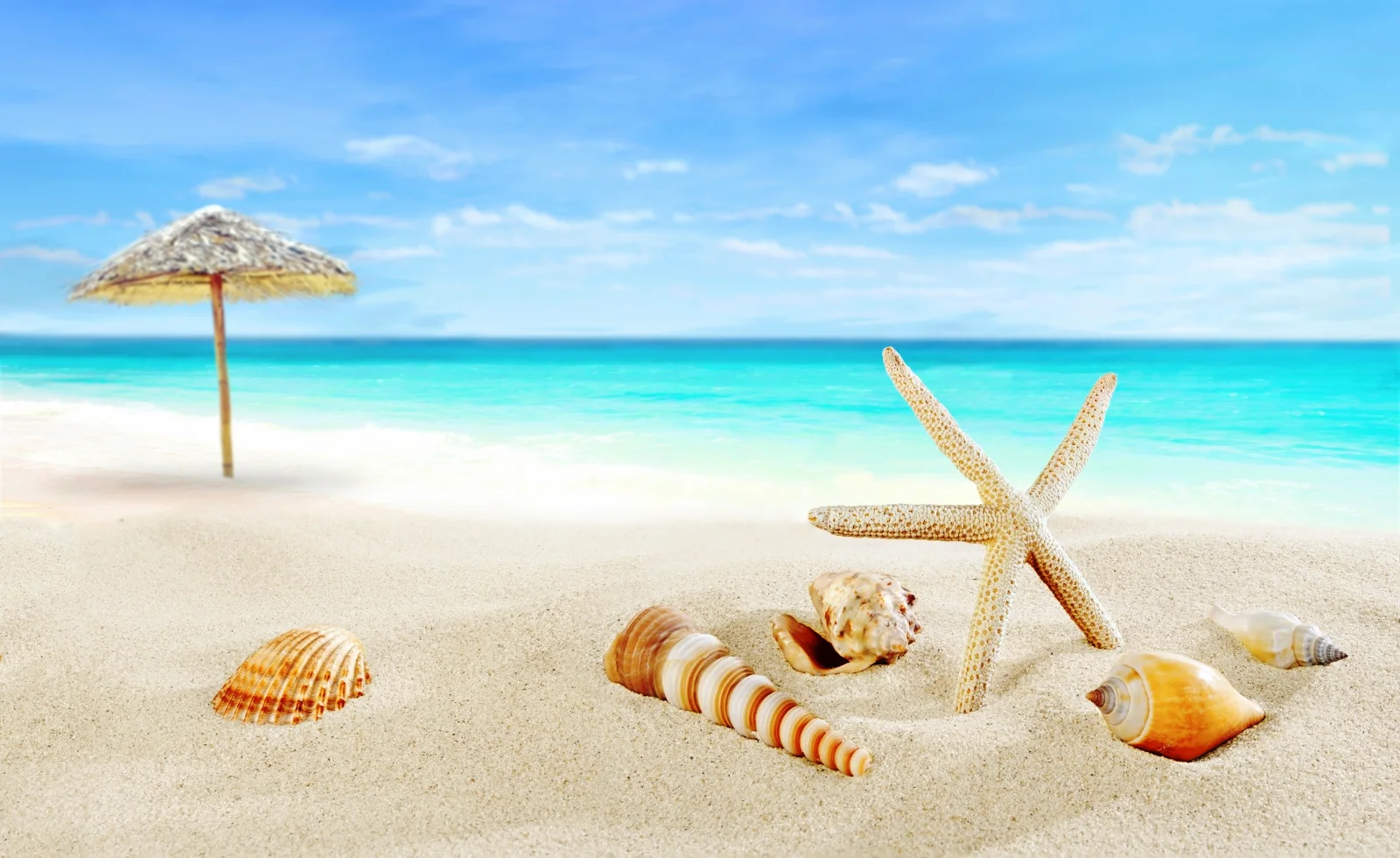 Muscheln auf weißem Sand am Meer im Sommer
