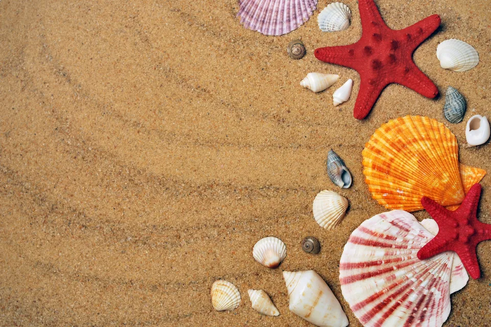 Muscheln und Meeres Sterne auf heißem Sand im Sommer