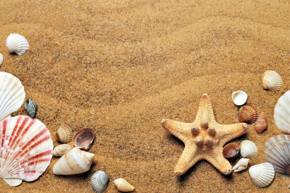 Muscheln und Meeres Sterne im Sand im Sommer