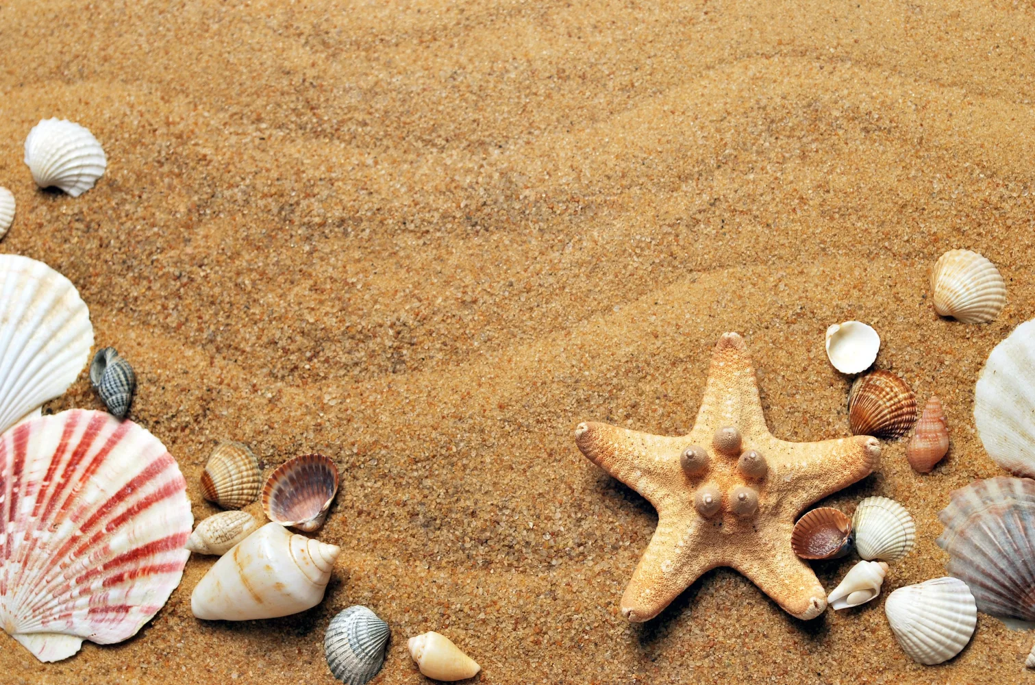 Muscheln und Meeres Sterne im Sand im Sommer