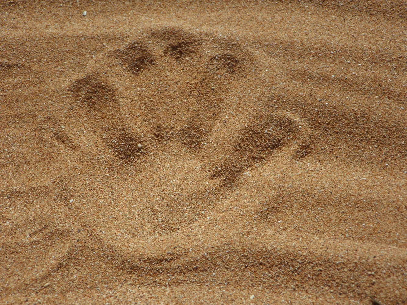 Naturmotiv – Hand im Sand