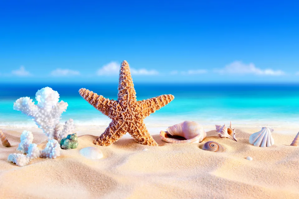 Orangefarbene Meeres Sterne, und Muscheln im Sand am Meer im Sommer
