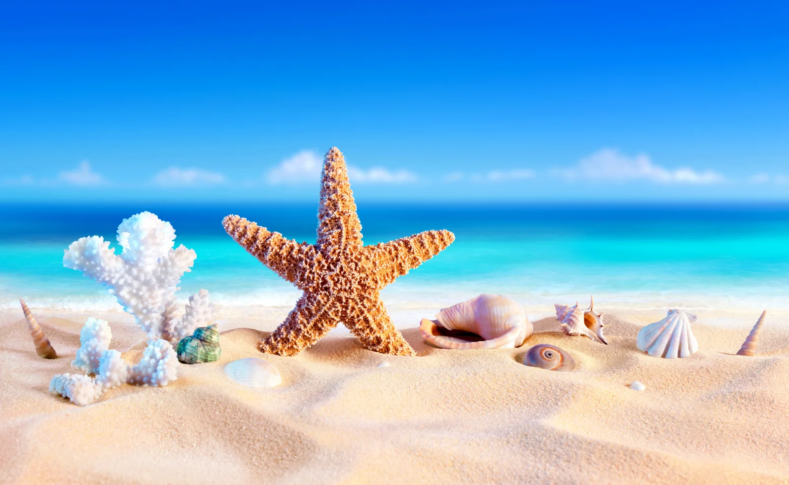 Orangefarbene Meeres Sterne, und Muscheln im Sand am Meer im Sommer