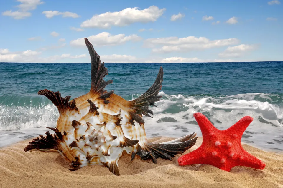Schöne Muschel und Meeres Sterne im Sand im Sommer