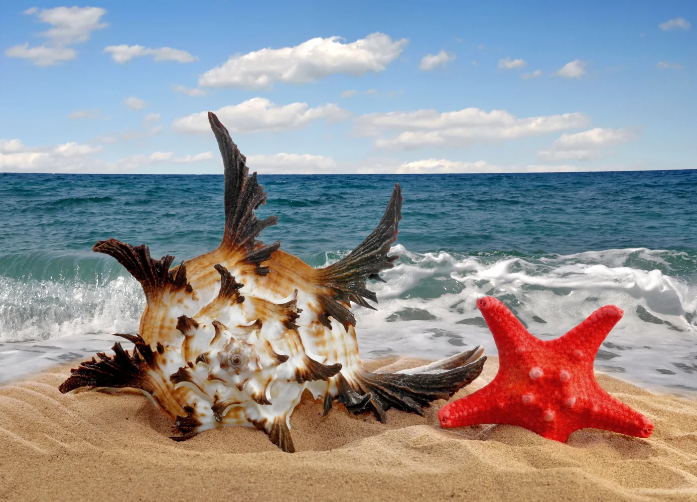 Schöne Muschel und Meeres Sterne im Sand im Sommer