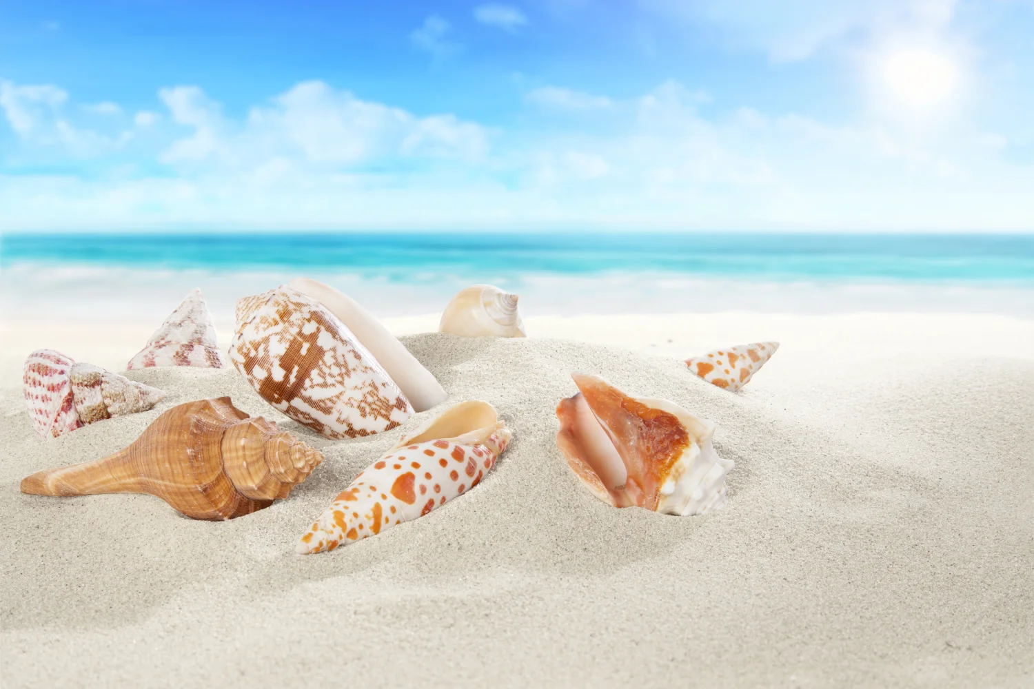 Schöne Muscheln liegen auf weißem Sand am Meer