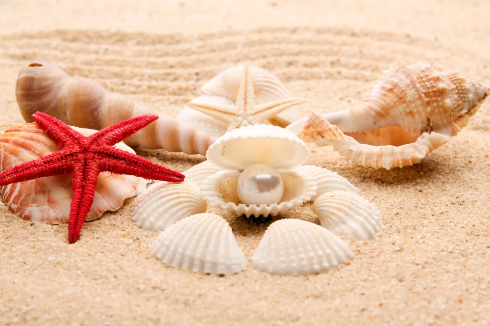 Schöne Muscheln und Meeres Sterne im Sand im Sommer