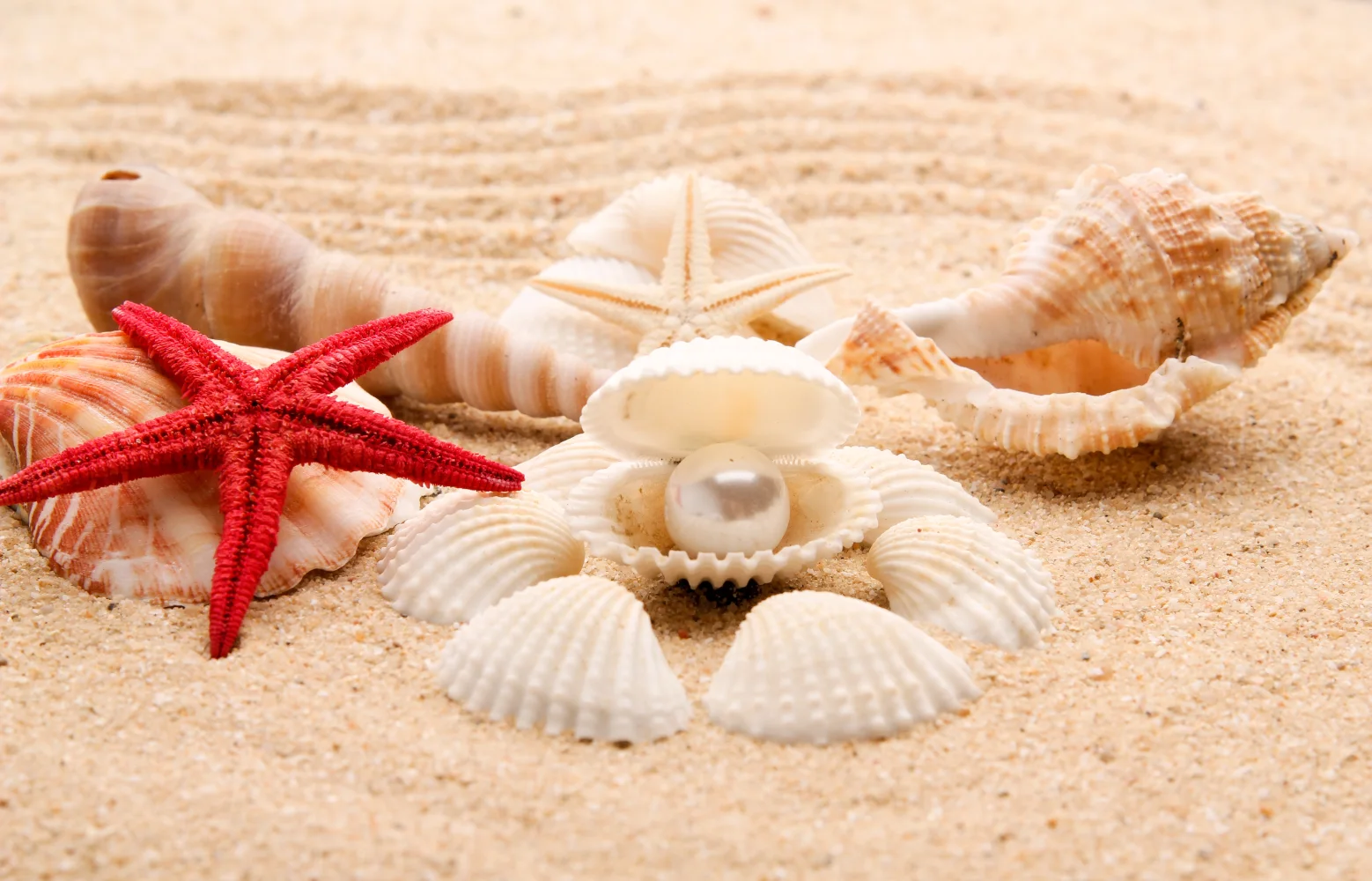 Schöne Muscheln und Meeres Sterne im Sand im Sommer