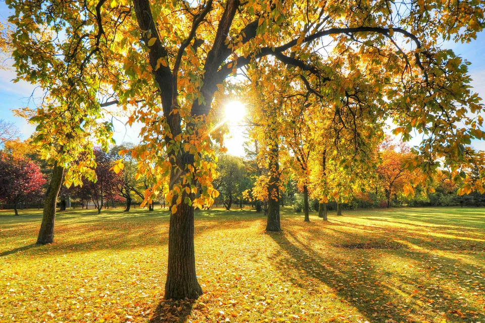 Sonne beleuchtet Baum in herbstlichen Park