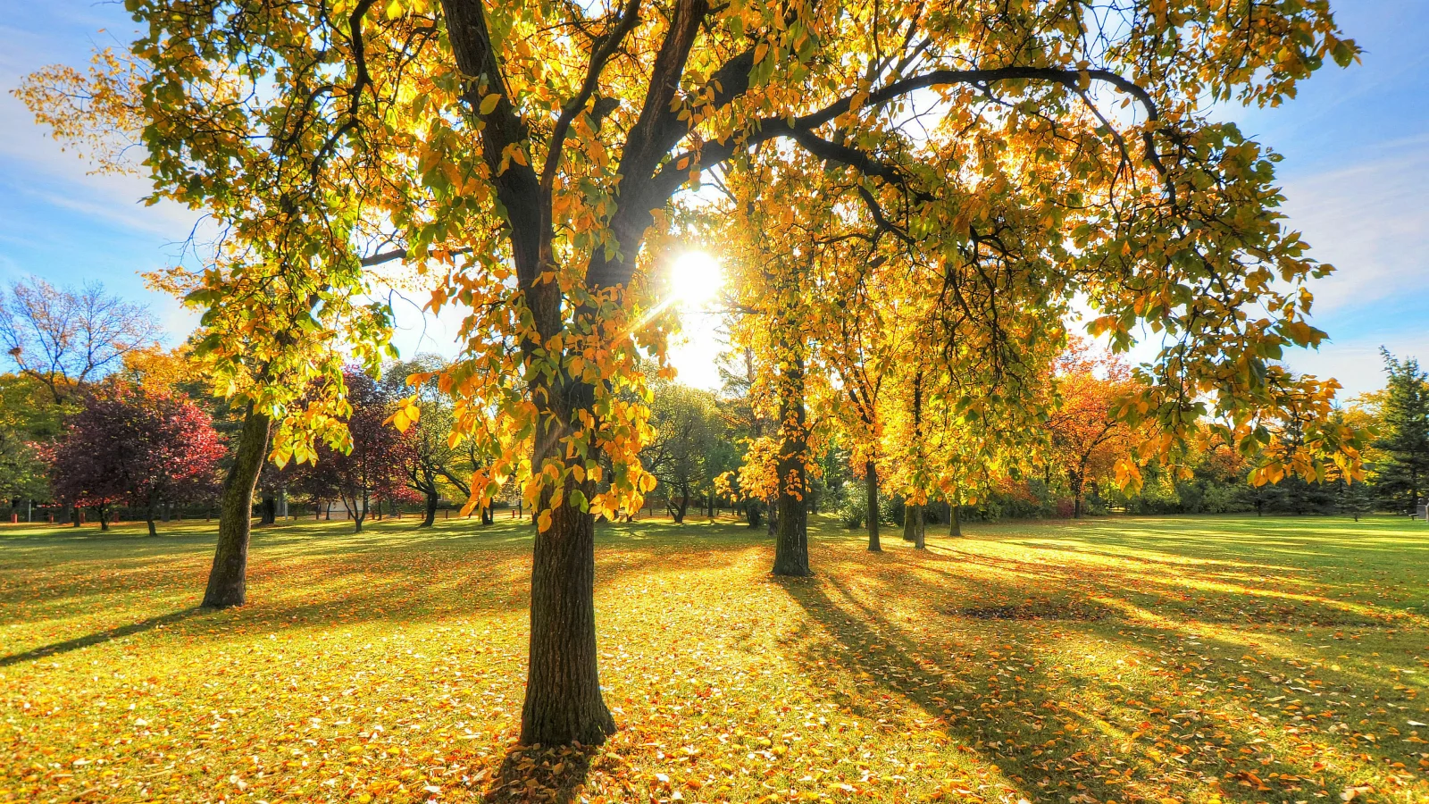 Sonne beleuchtet Baum in herbstlichen Park