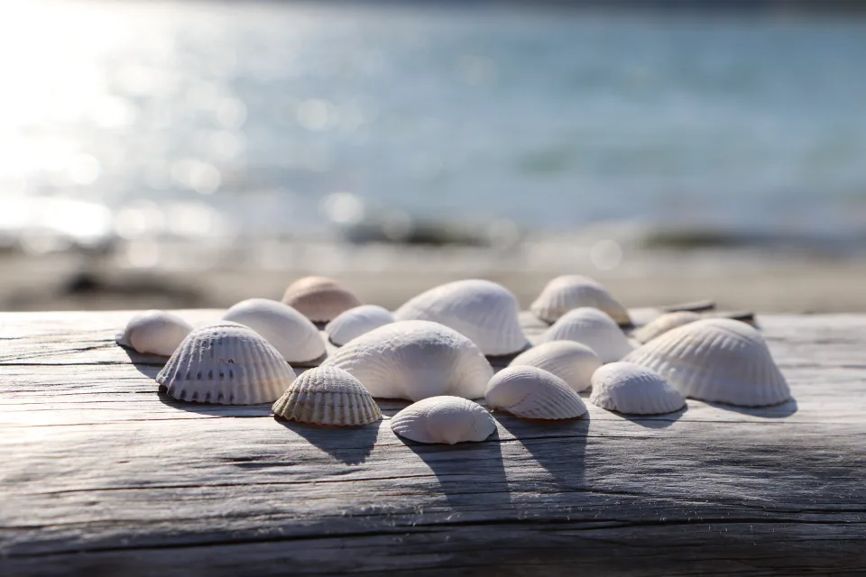 Weiße Muscheln auf Bank am Meer