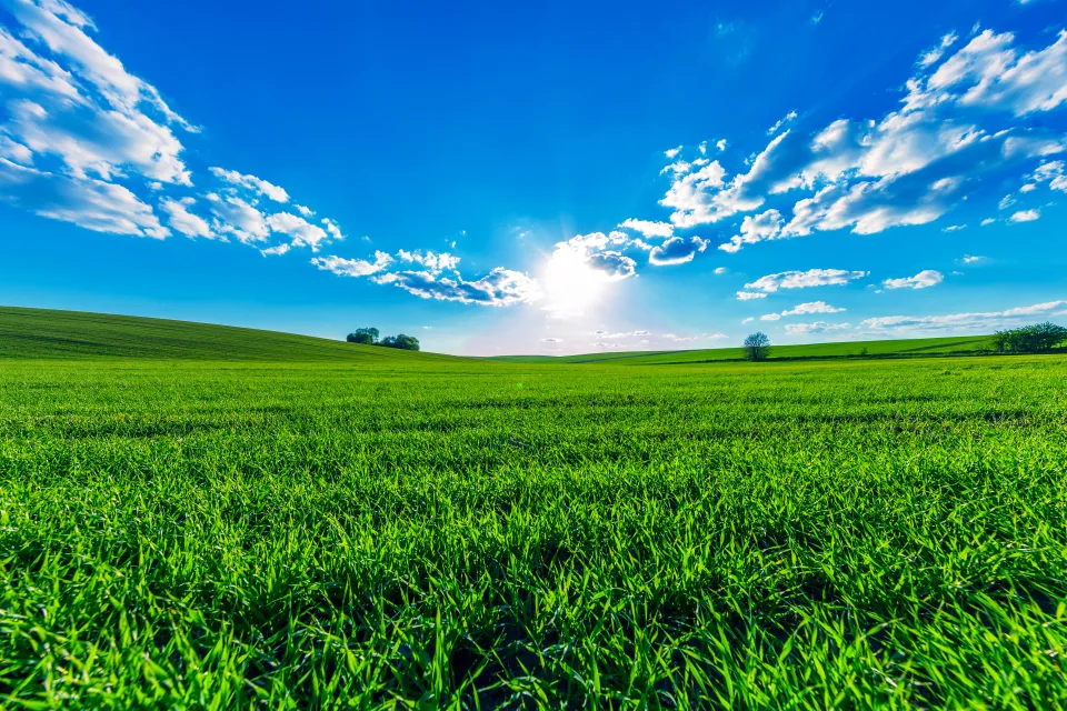 Grünes Gras unter leuchtendem Sonne in hellblauem Himmel im Sommer