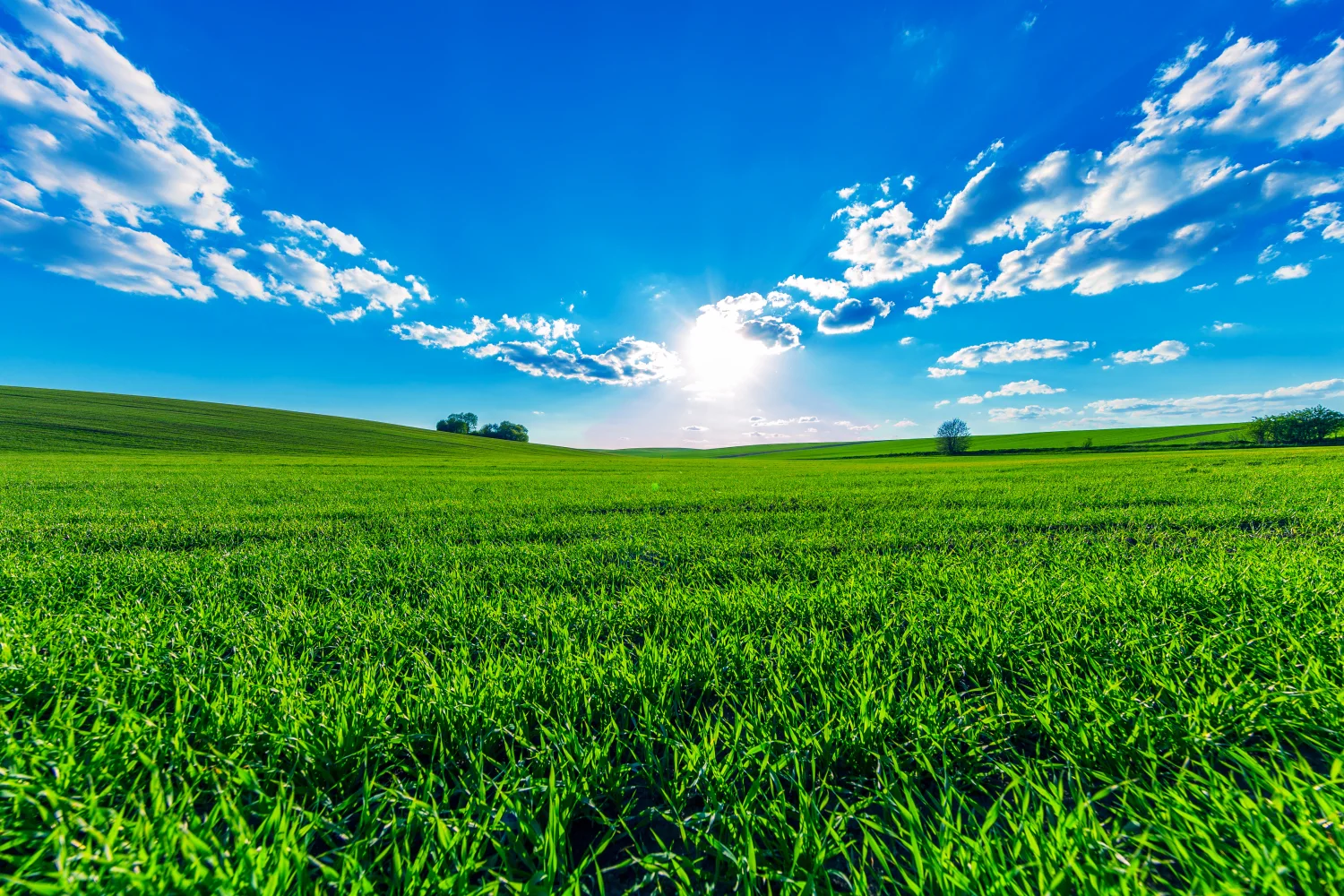 Grünes Gras unter leuchtendem Sonne in hellblauem Himmel im Sommer