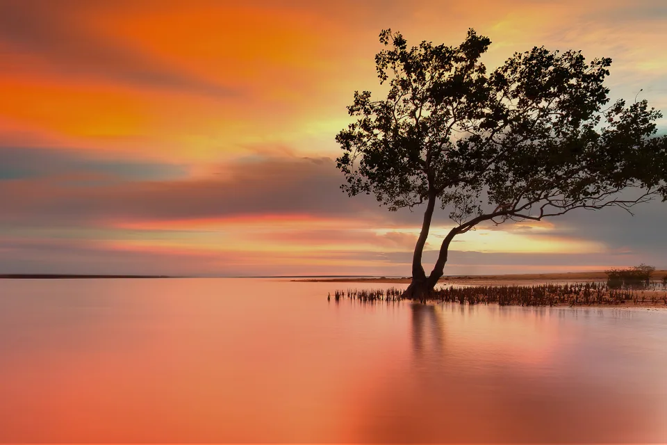 Baum im See bei Sonnenuntergang