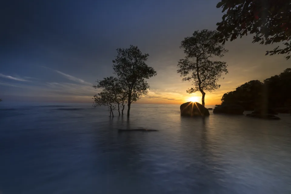 Baum im Wasser bei Sonnenuntergang im Sommer