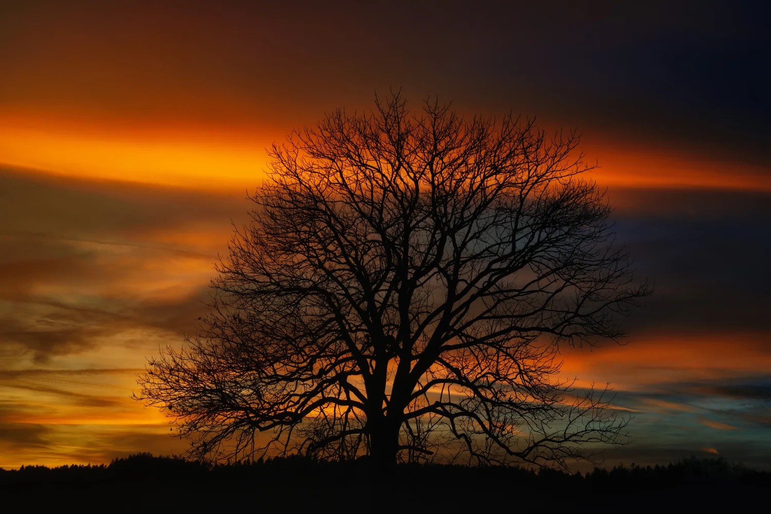 Baum steht vor dem Himmel bei Sonnenuntergang