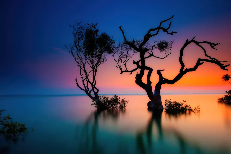 Trockene Baum im See bei Sonnenuntergang