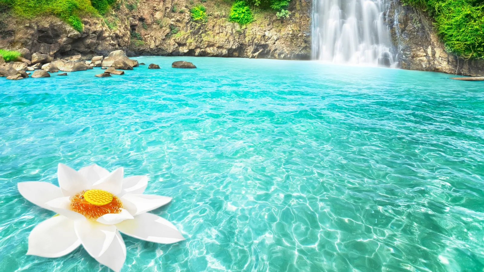 Große weiße Blume in hellblauer Wasser am Wasserfall
