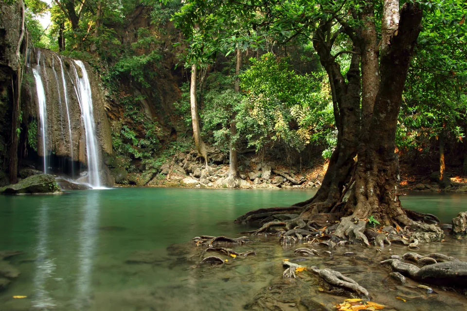 Großer Baum im Wasser vor dem Hintergrund Waldwasserfalls