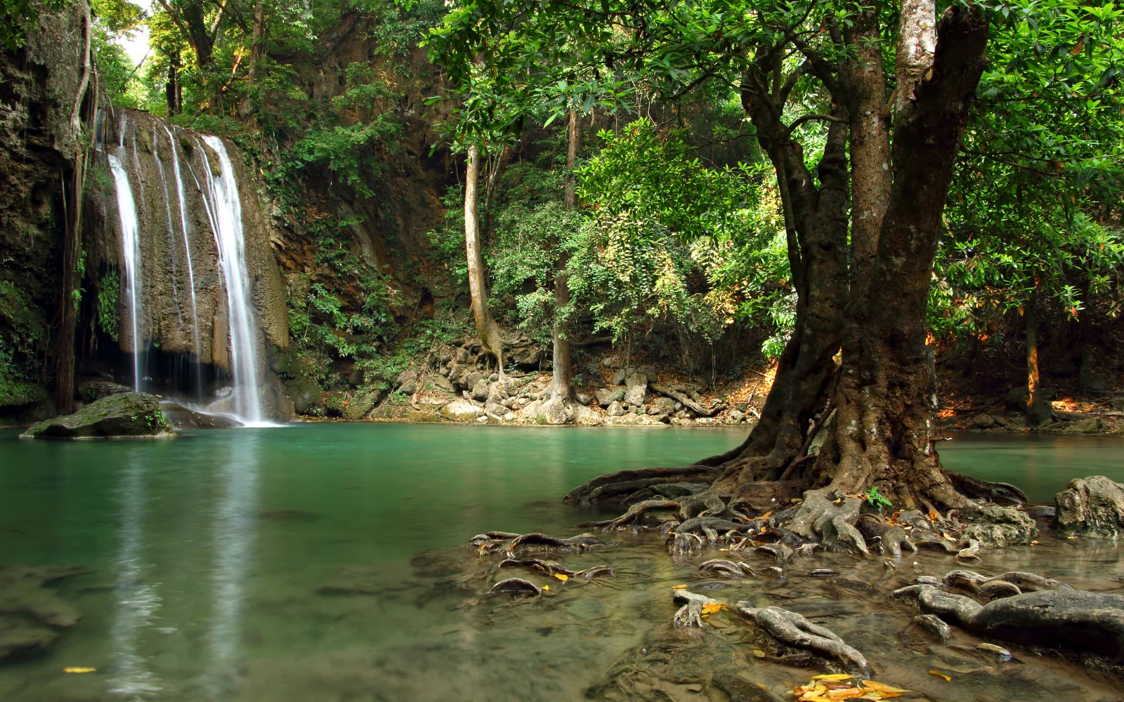 Großer Baum im Wasser vor dem Hintergrund Waldwasserfalls