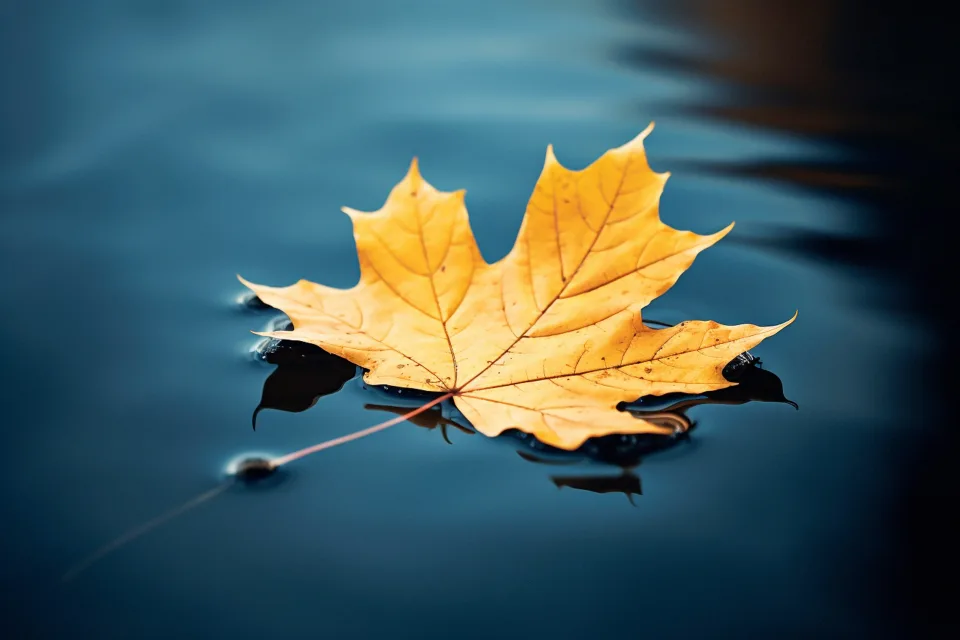 Ahorn Blätter liegt in kalten Herbstlichen Pfütze