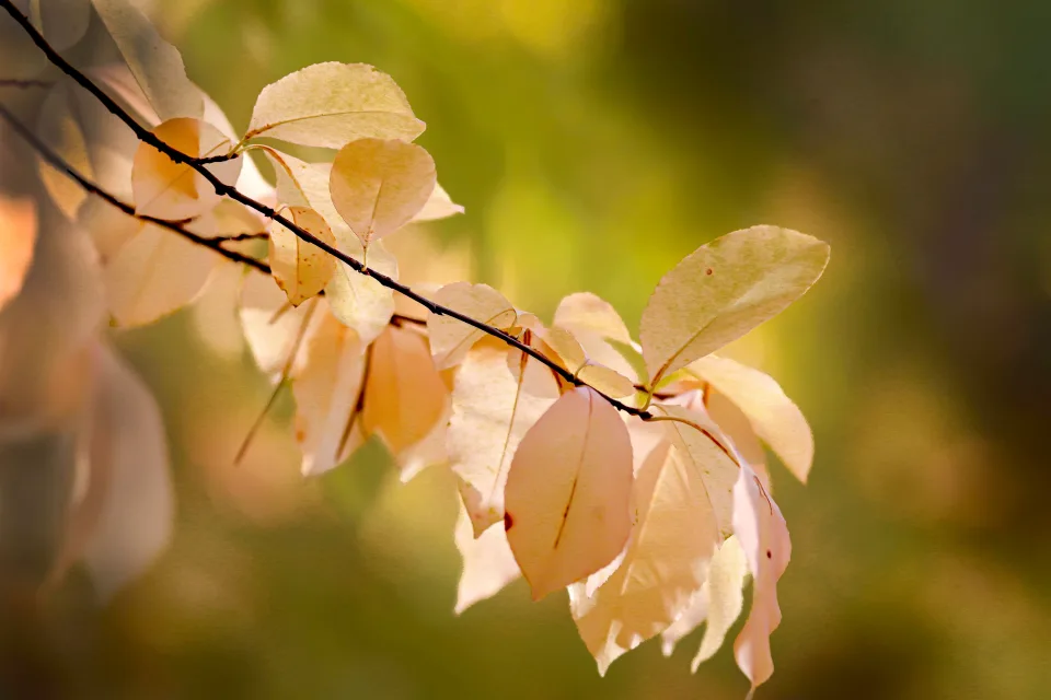 Ast mit gelben Blätter im Herbst