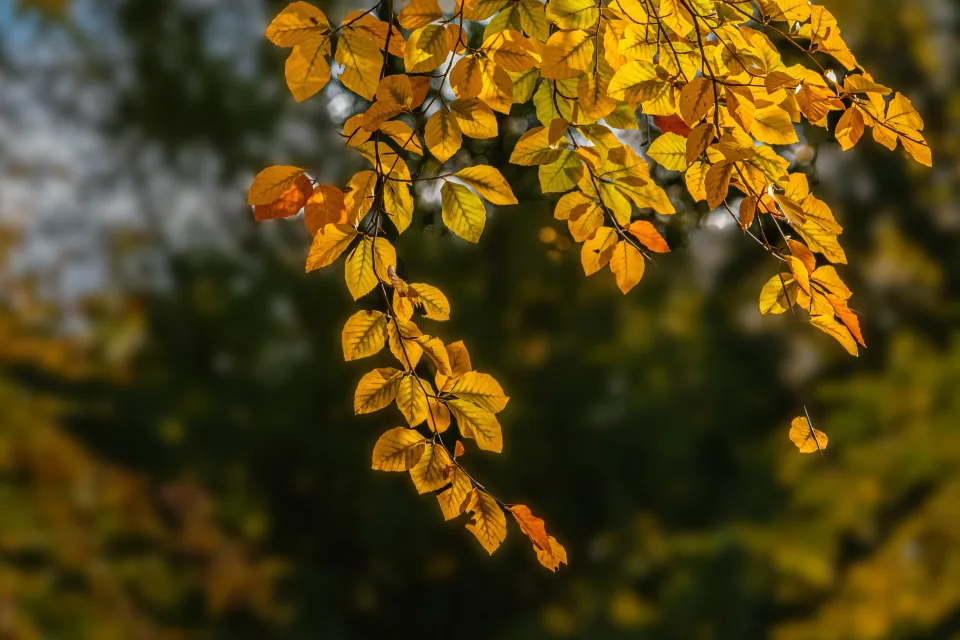 Ast mit gelben Blätter im Sonnenlicht im Herbst