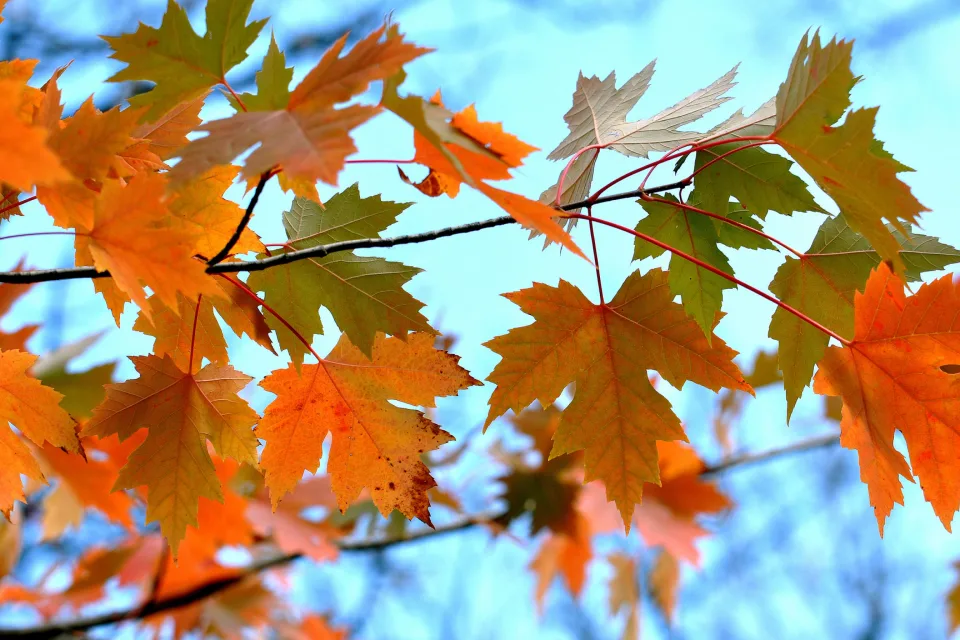 Ast mit gelben herbstlichen Blätter in Nahaufnahme