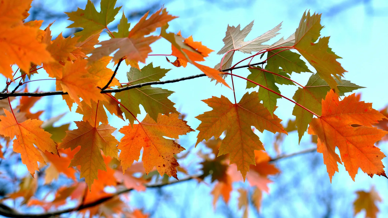 Ast mit gelben herbstlichen Blätter in Nahaufnahme